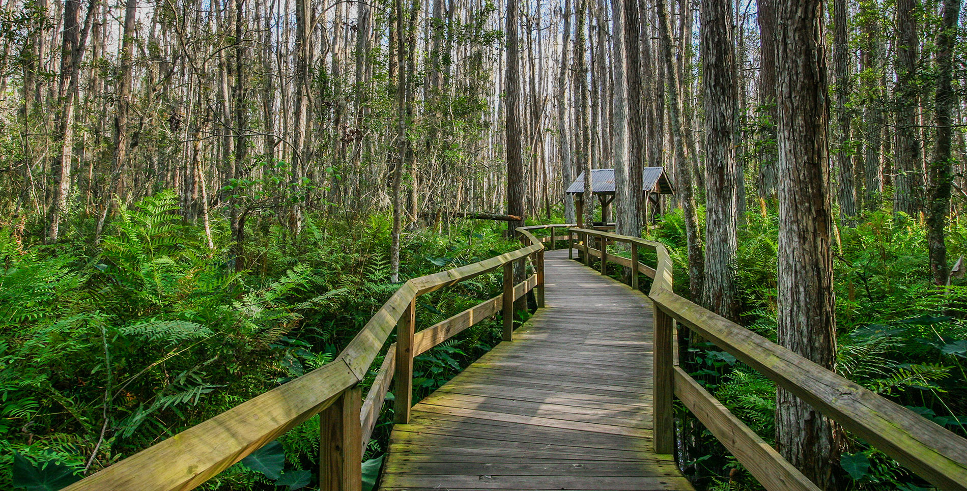 Walkway between a Forest