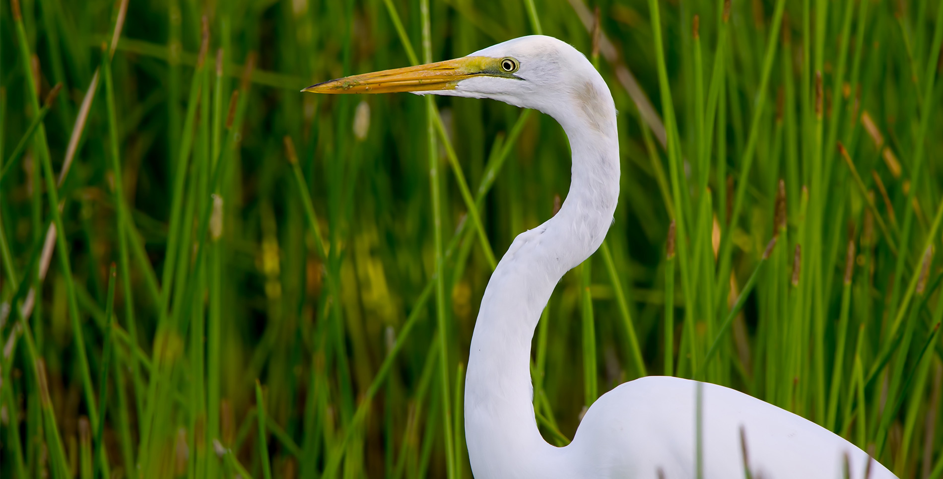 Great egret in natural everglades habitat
