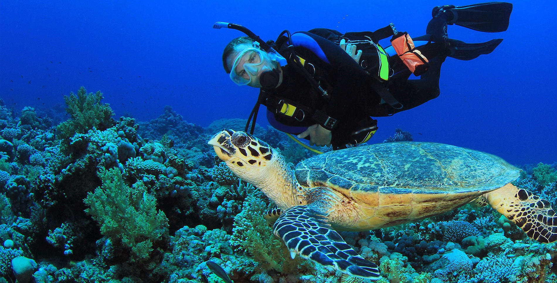 Bottom Sea with a Man & Turtle