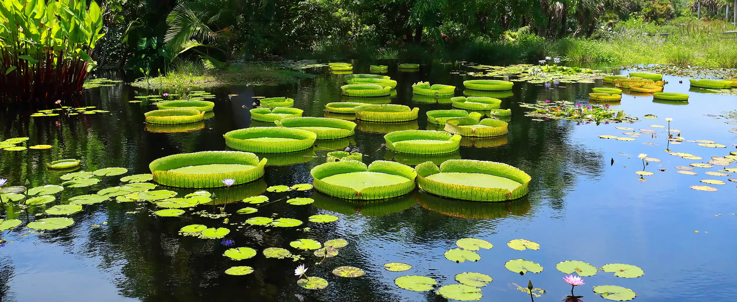 platter,big,florida,amazonica,beautiful,pad,botanical,leaves,postcard,giant,huge,tarzan,naples,large,natural,waterlily,lilies,water,amazon,blooms,background,circle,victoria amazonica,card,pond,gardens,saucer,fl,best,plate,floating,exotic,amazonian,green,nature,leaf,flower,outdoor,tropical,blooming,round,waterlilies,lily,garden,aquatic,royal,wild,landscape,lilly;