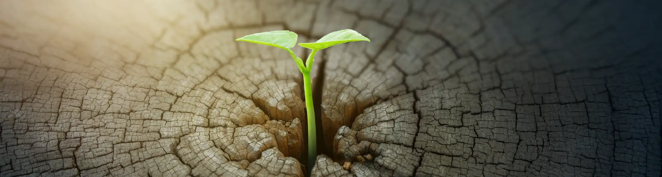 New development and renewal as a business concept of emerging leadership success with Trust Company