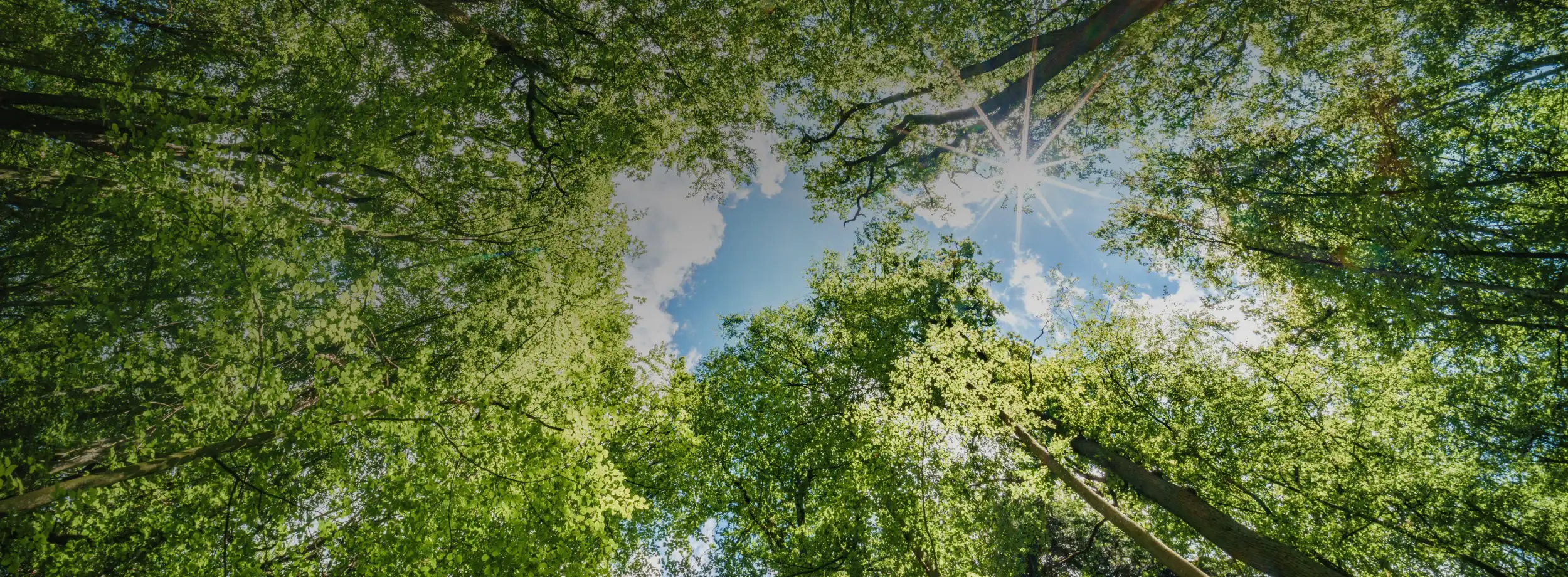 Tree canopy and forest landscape symbolizing long-term growth, stability, and sustainable wealth management
